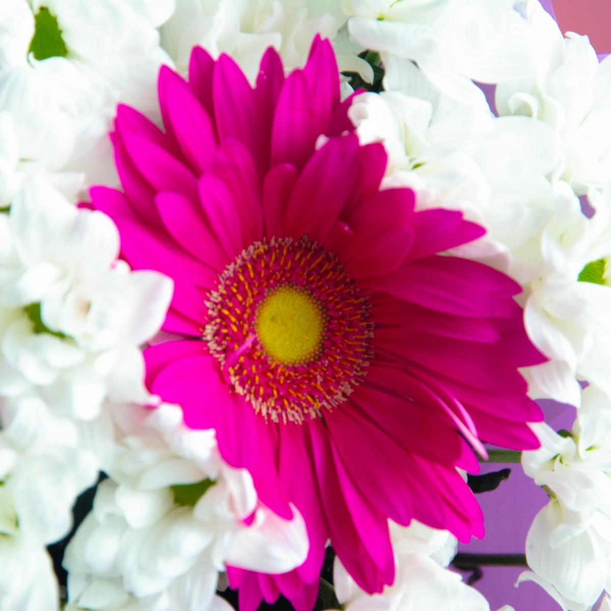7 розовых гербер и белая хризантема