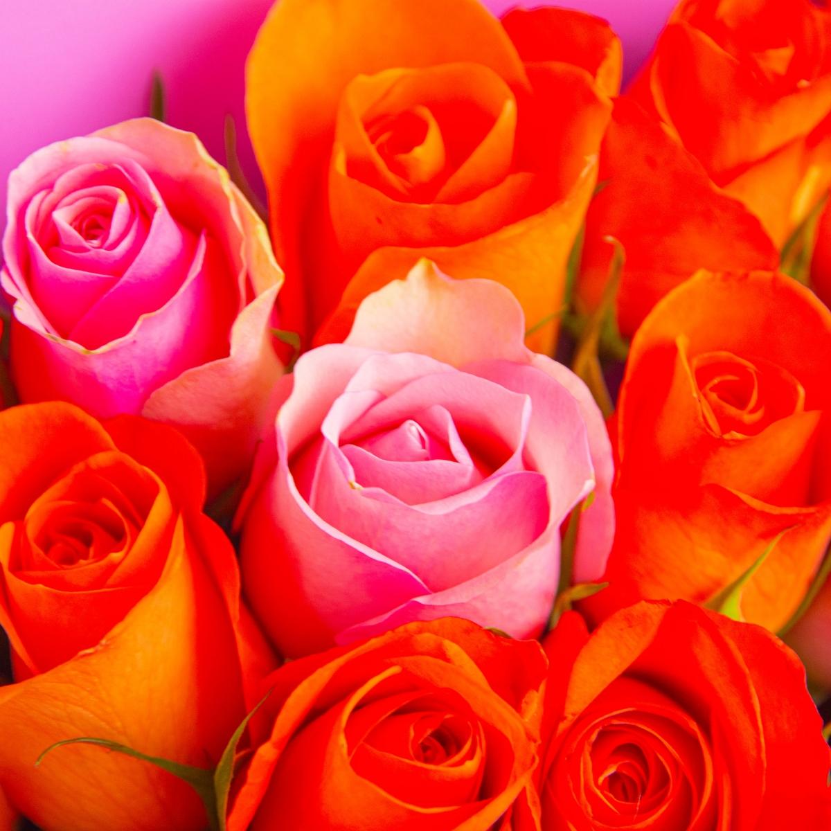 25 оранжевых и розовых роз