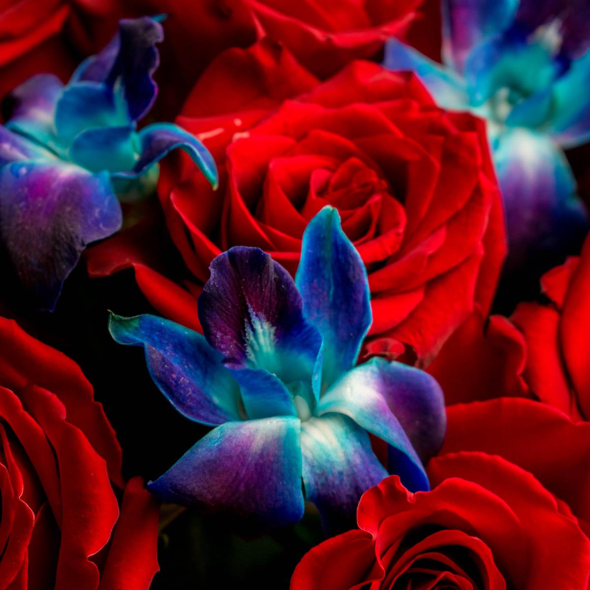 Красные розы с дендробиумом