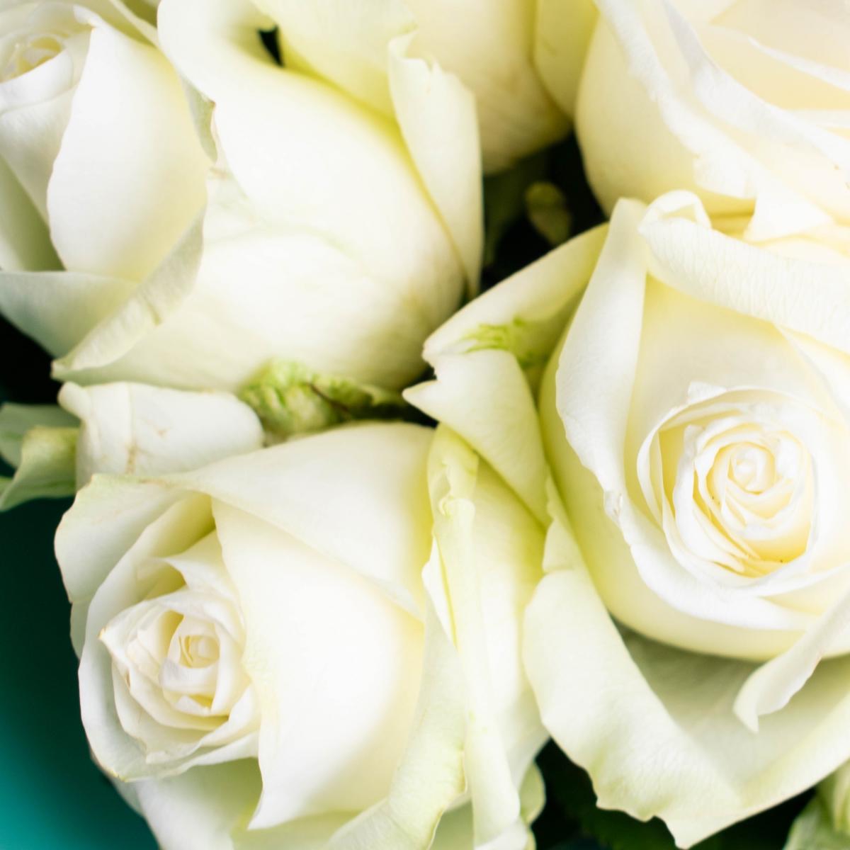 Розы премиум 40 см (Белые)