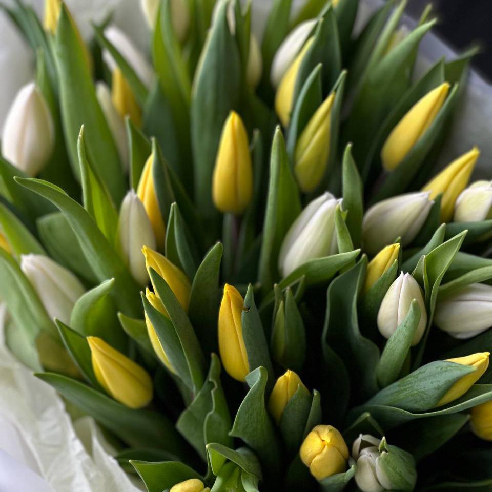 51 разноцветный тюльпан