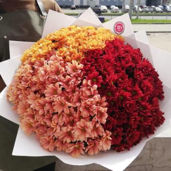 11 разноцветных хризантем