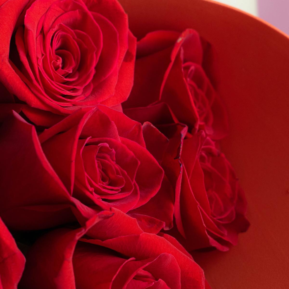 Розы Эквадор 50 см (Красные)