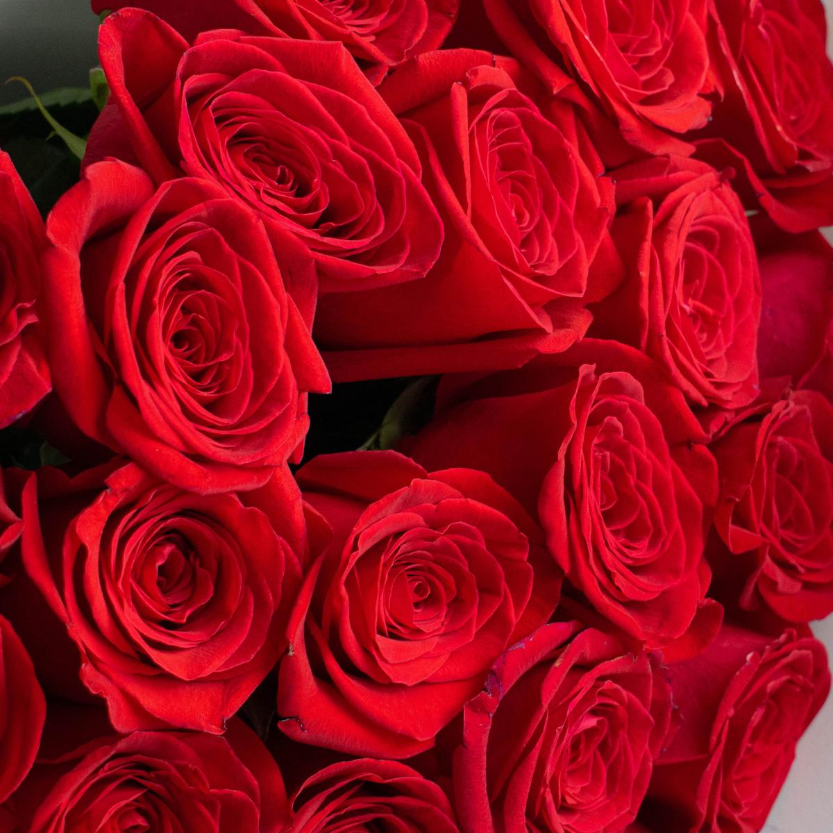 Розы Эквадор 50 см (Красные)