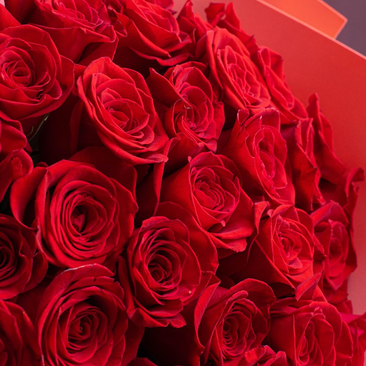 Розы Эквадор 50 см (Красные)