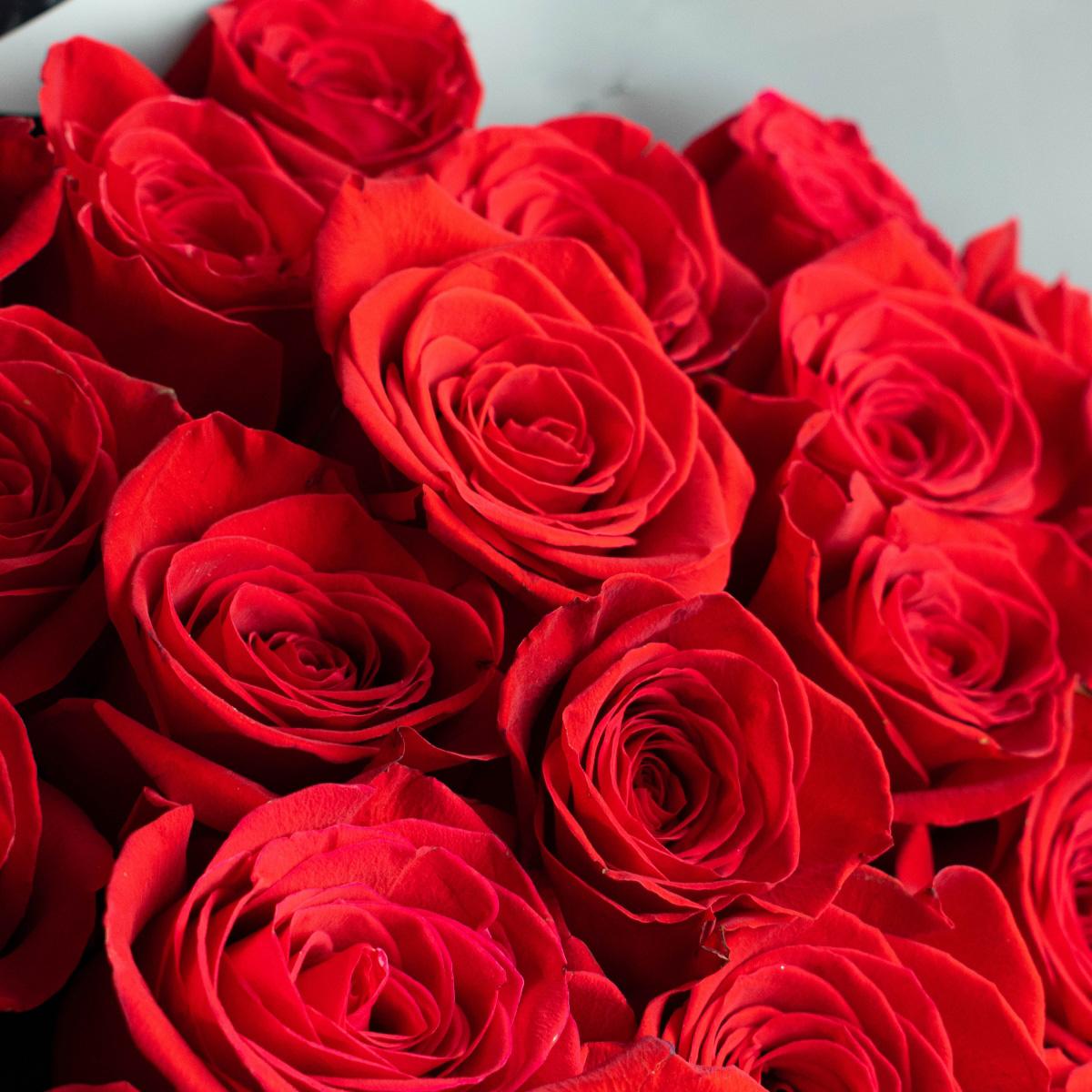 Розы Эквадор 50 см (Красные)