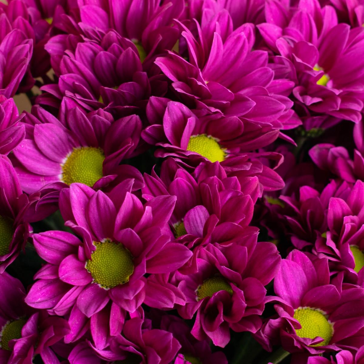 Кустовые хризантемы 7 шт. темно фиолетовые