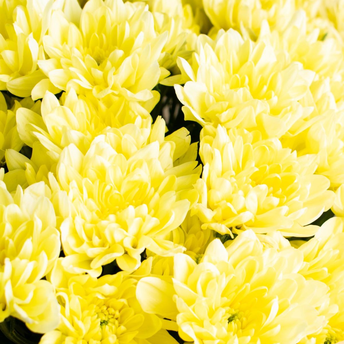 Кустовые хризантемы 11 шт. желтые