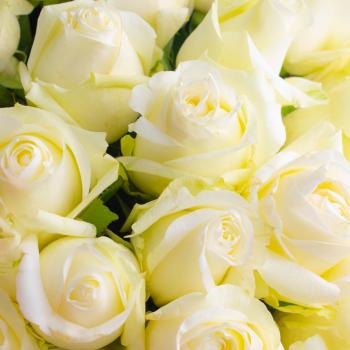 Розы Эквадор 40 см (Белые)
