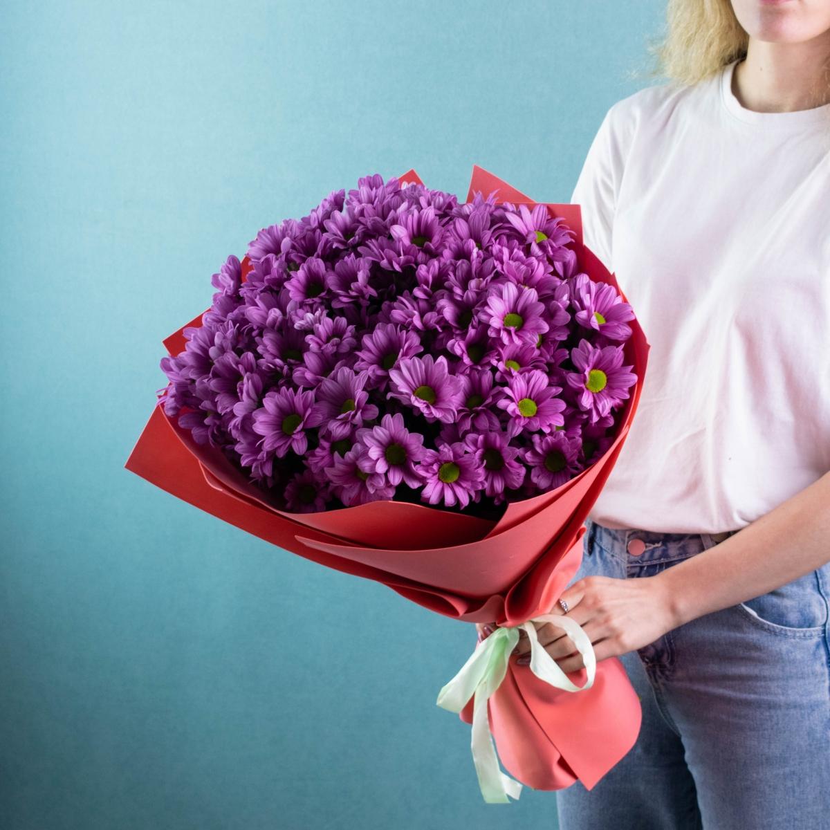 Фиолетовые кустовые хризантемы