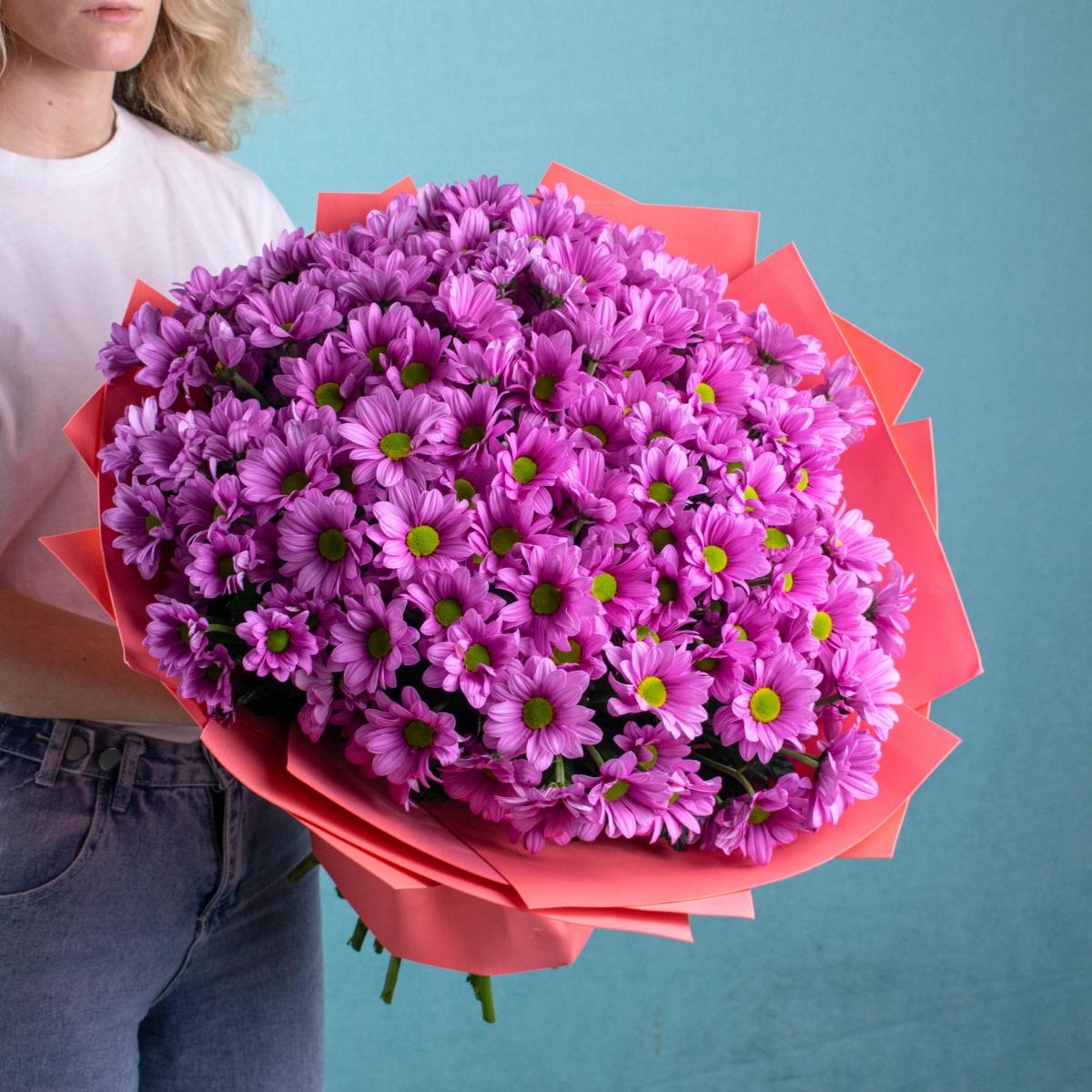 Фиолетовые кустовые хризантемы