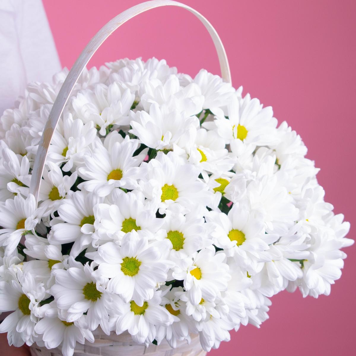 Белая кустовая хризантема в корзине