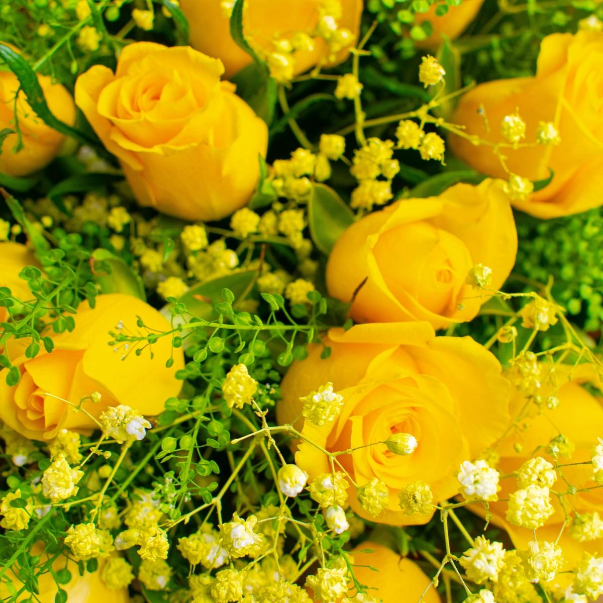 Жёлтые розы с гипсофилой