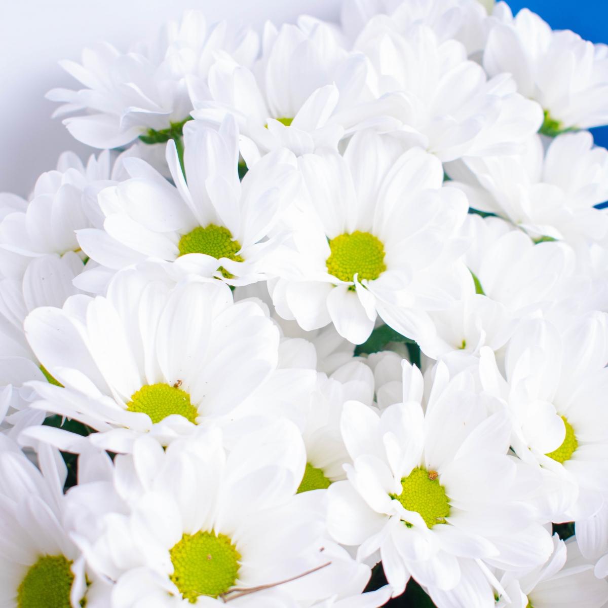 5 белых кустовых хризантем