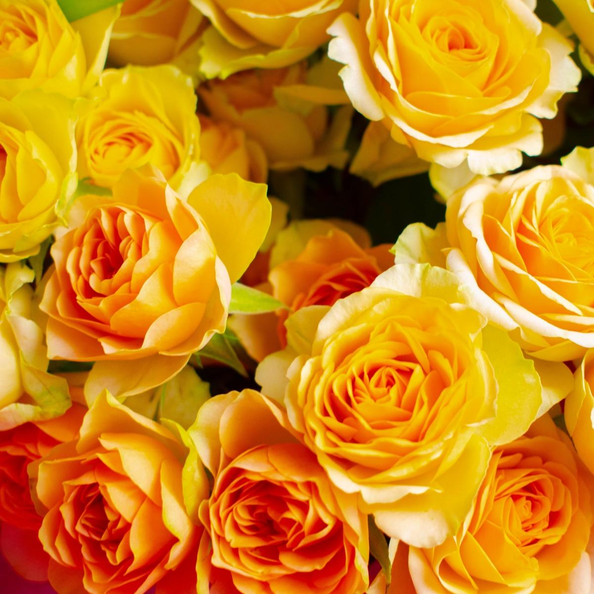 11 жёлтых кустовых роз
