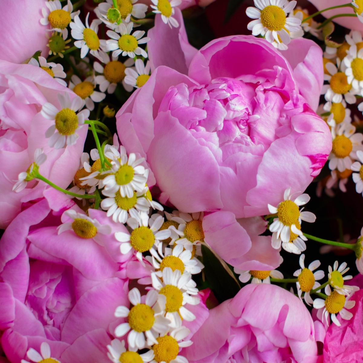 9 розовых пионов с матрикарией