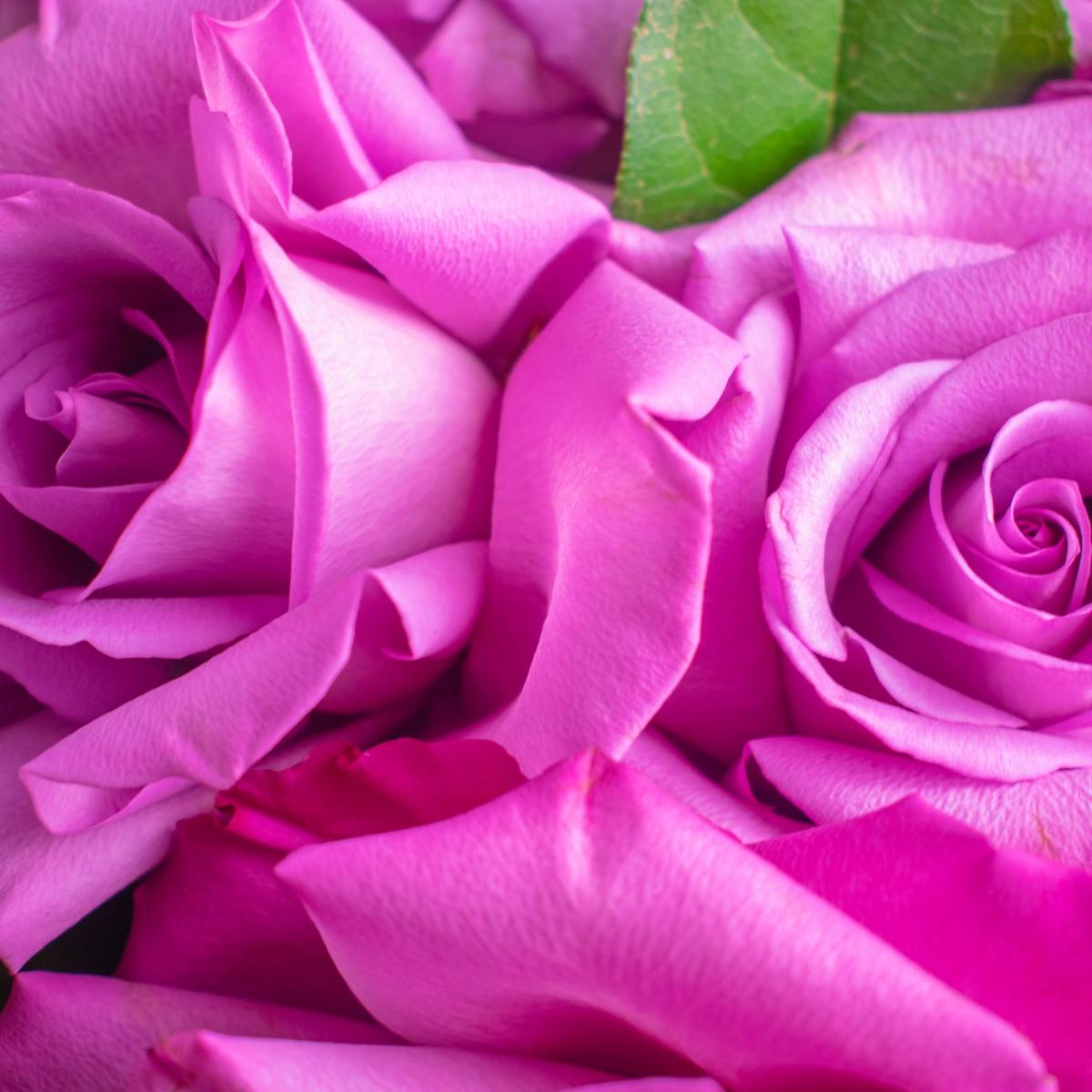 15 розовых роз с салалом
