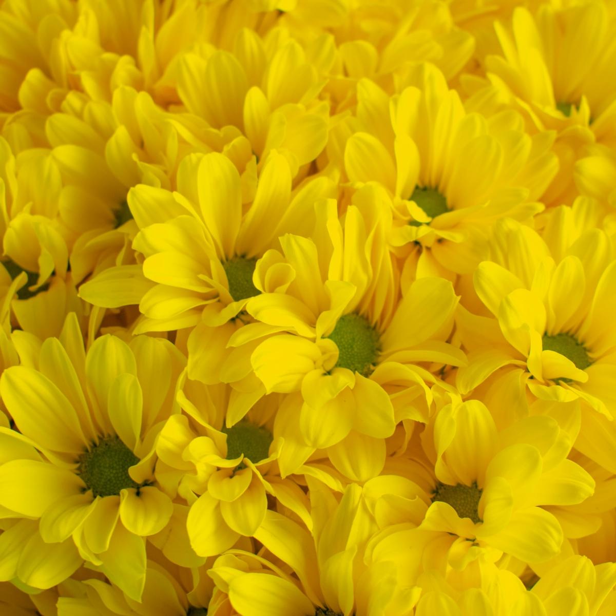 Букет 23 желтые кустовые хризантемы