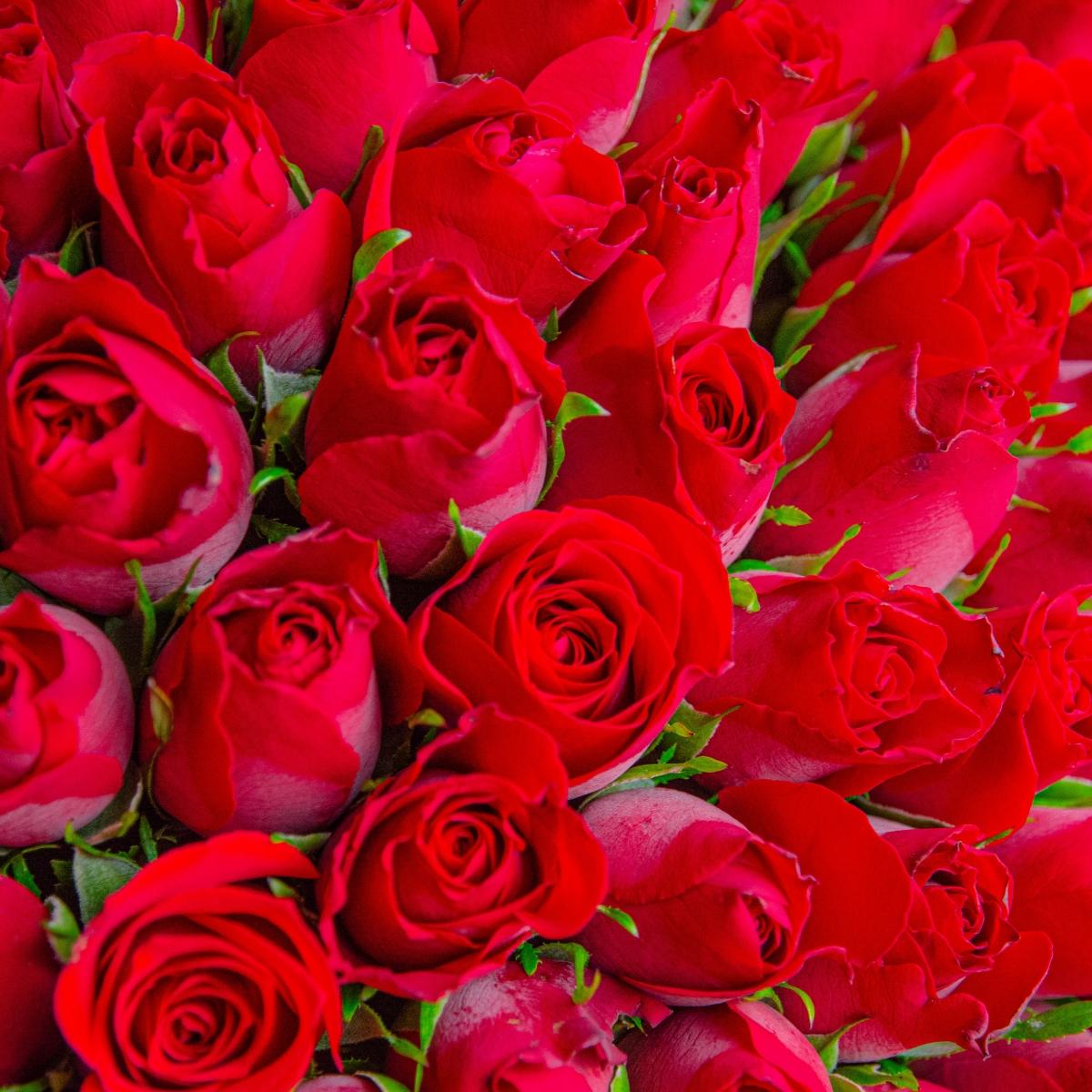 Розы красные Кения 101 шт