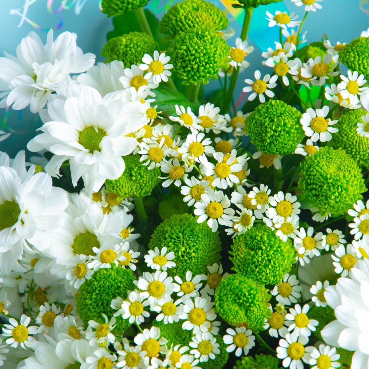 11 белых и зелёных кустовых хризантем