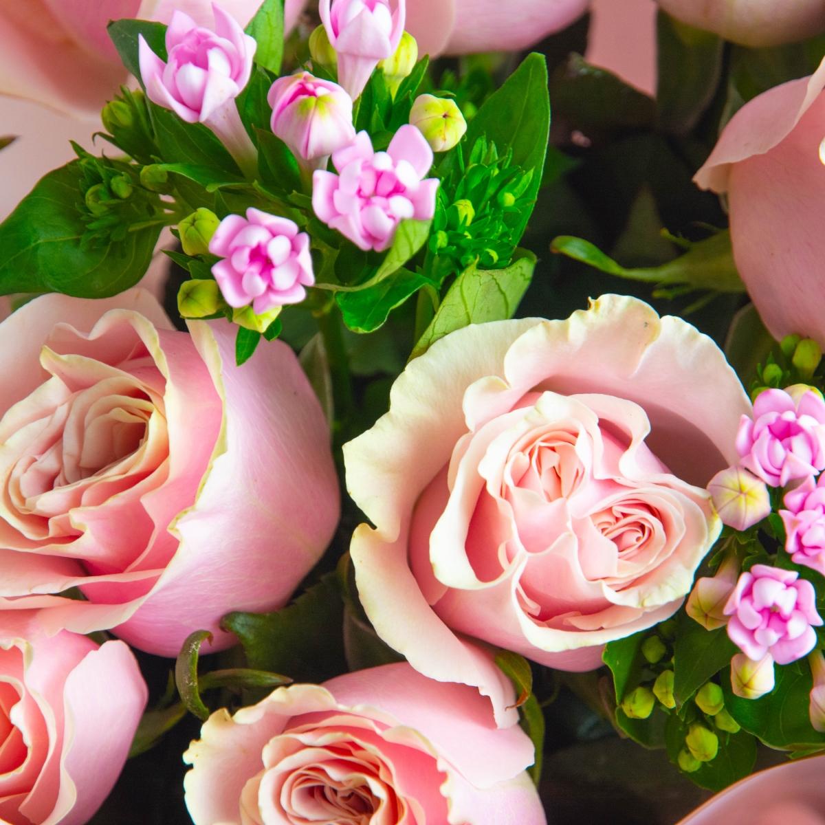 11 розовых роз с бувардией