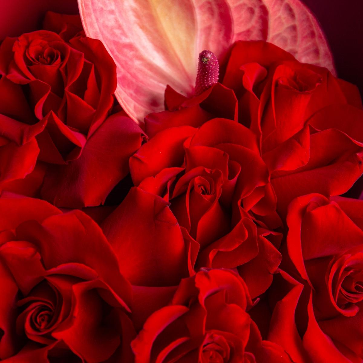 9 красных роз с антуриумом