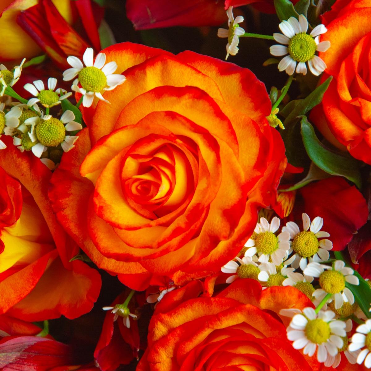 9 оранжевых роз с матрикарией и альстромерией
