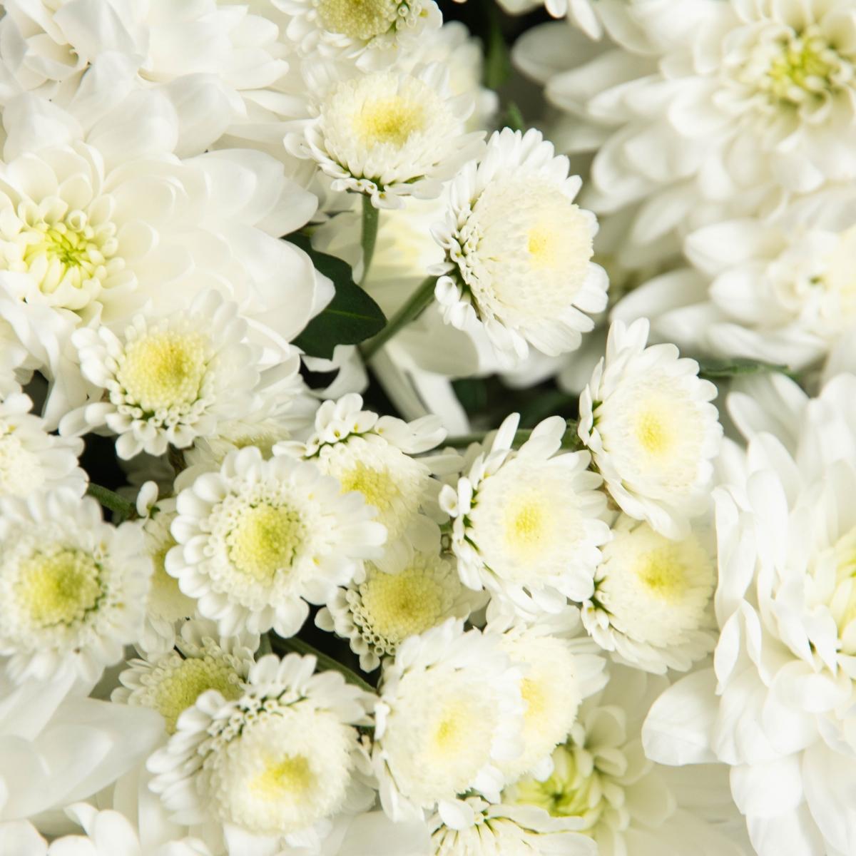 Белая кустовая хризантема и хризантема сантини