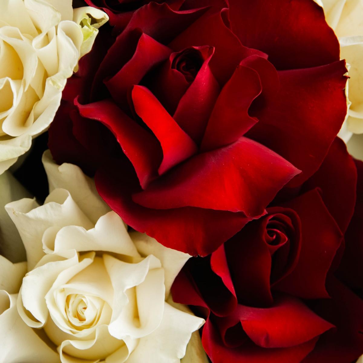 15 красно-белых роз (60 см) Эквадор
