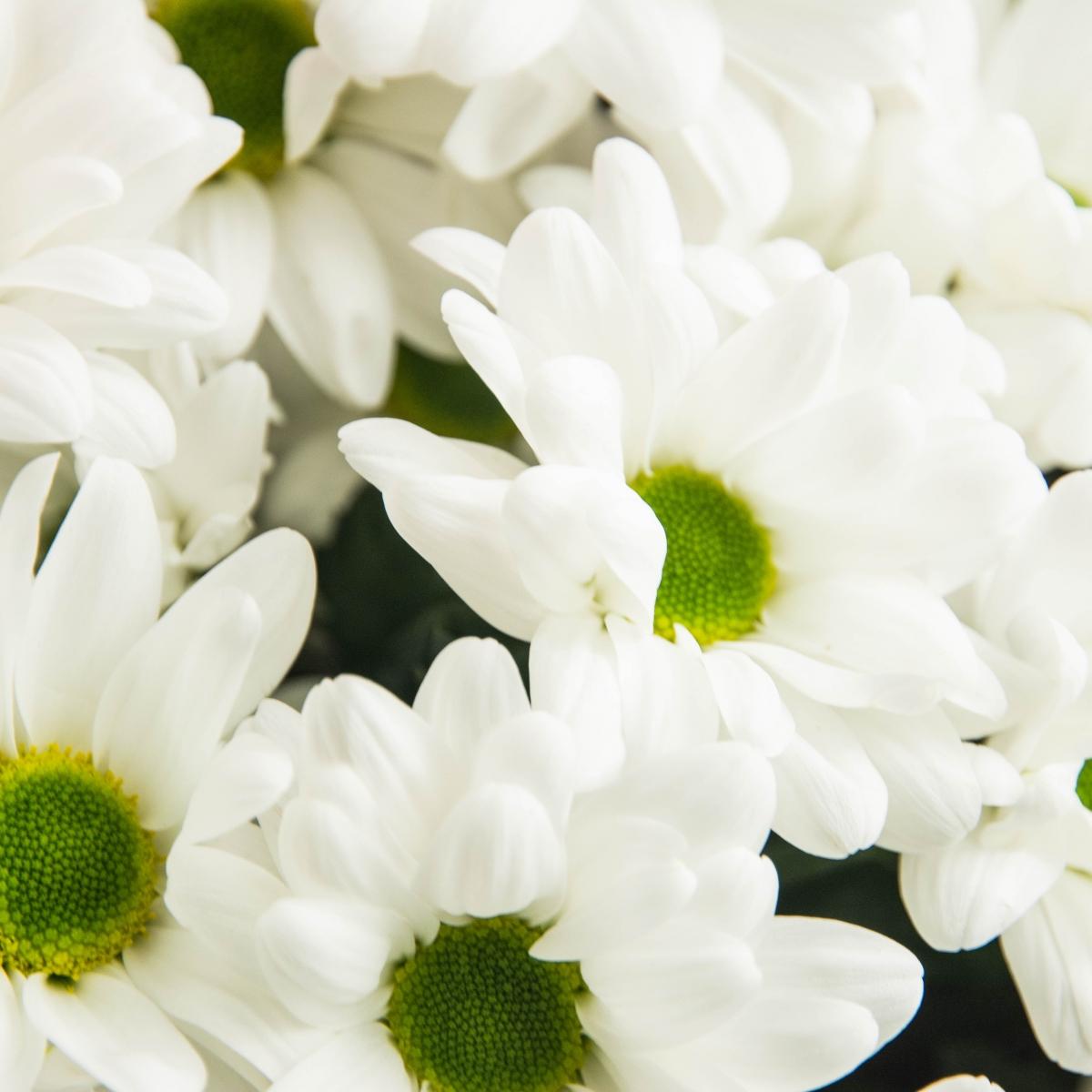 19 белых кустовых хризантем