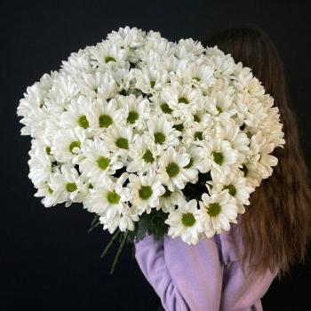 15 белый кустовых хризантем Бакарди