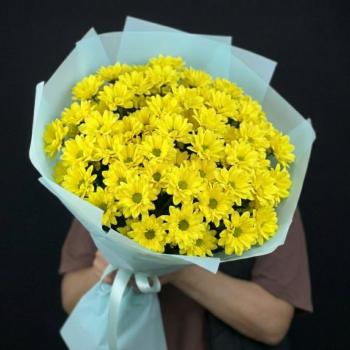 15 желтых кустовых хризантем в голубой упаковке