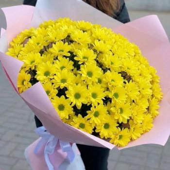 25 жёлтых кустовых хризантем Бакарди