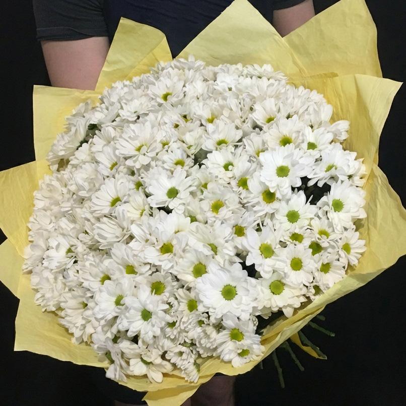 25 белых хризантем в желтой упаковке