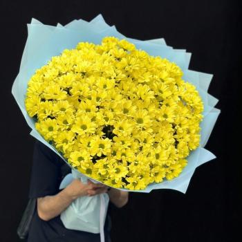 25 желтых хризантем