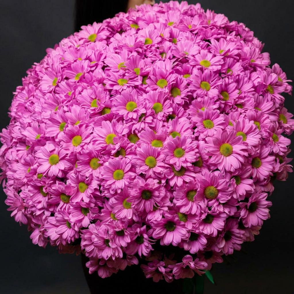 51 розовая хризантема