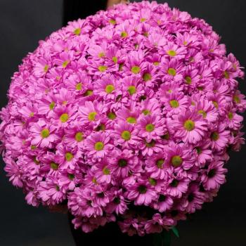 51 розовая хризантема