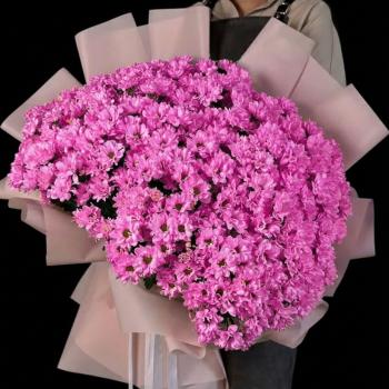 51 кустовая розовая хризантема