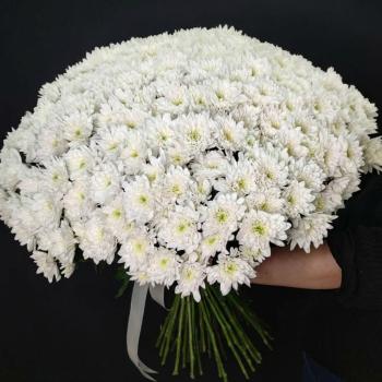 51 белая кустовая хризантема под ленту