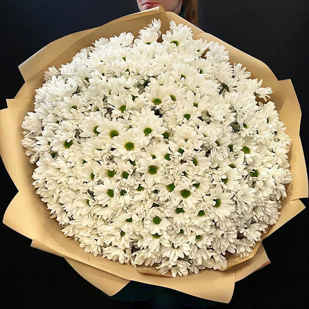 51 белая хризантема