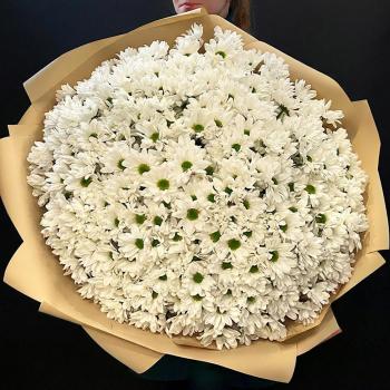 51 белая хризантема