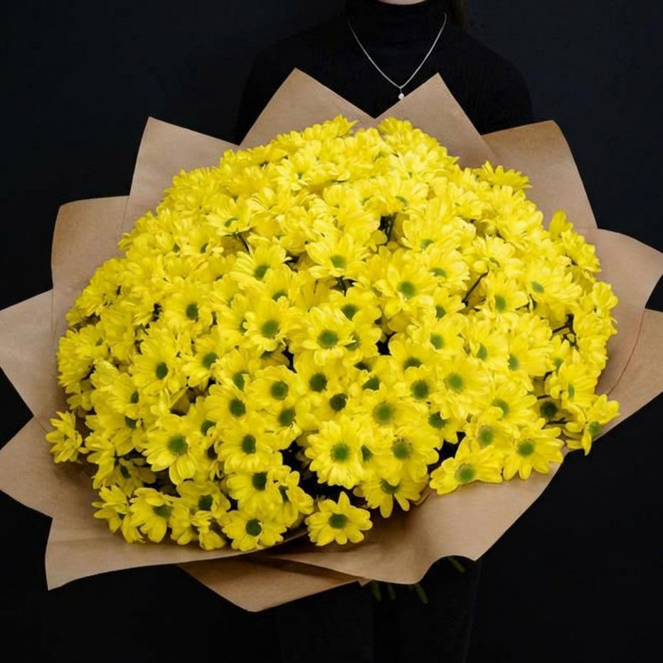 51 желтая хризантема