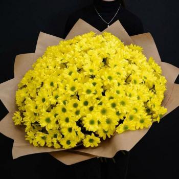 51 желтая хризантема