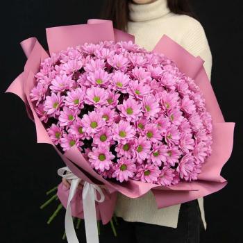 51 розовая кустовая хризантема