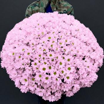 101 светло розовая хризантема