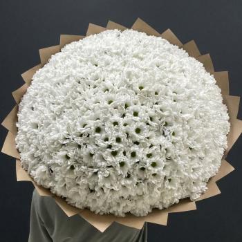 101 белая хризантема