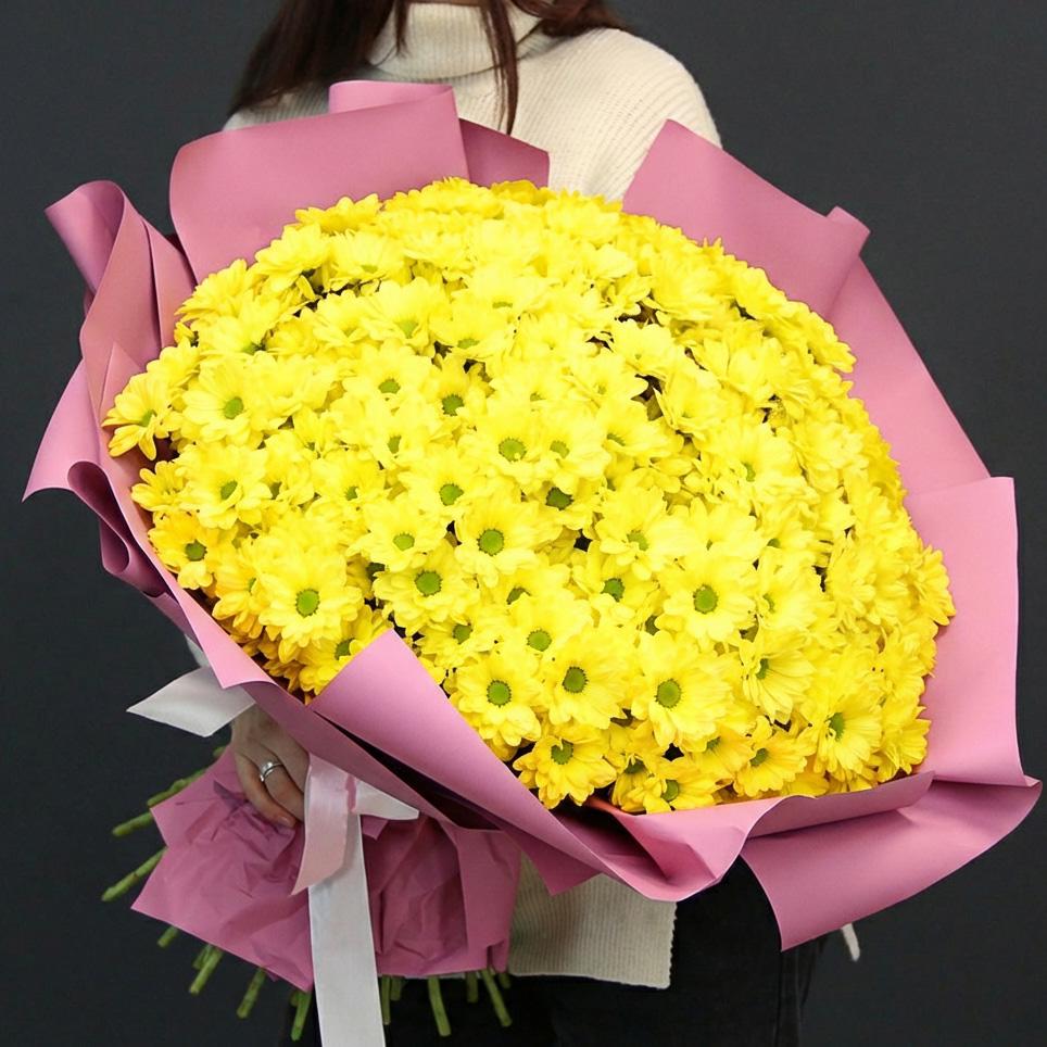 101 жёлтая хризантема в розовой упаковке