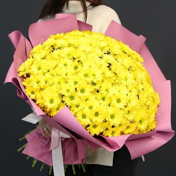 101 жёлтая хризантема в розовой упаковке