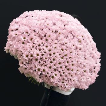 Букет из 101 розовой хризантемы