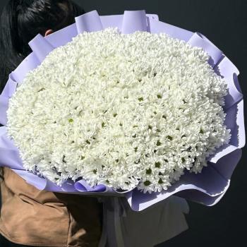 101 белая кустовая хризантема